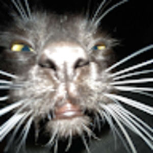 Meet your Posher, Angelina